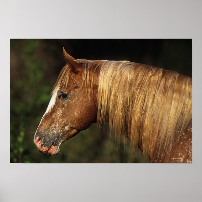 Appaloosa Horse Headshot 1 Poster (Vorne)