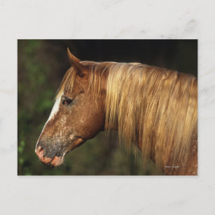 Appaloosa Horse Headshot 1 Postkarte