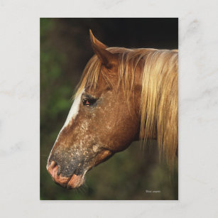 Appaloosa Horse Headshot 1 Postkarte