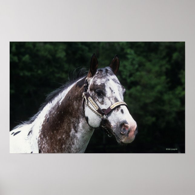 Appaloosa Horse Headshot 2 Poster (Vorne)