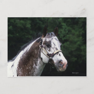Appaloosa Horse Headshot 2 Postkarte