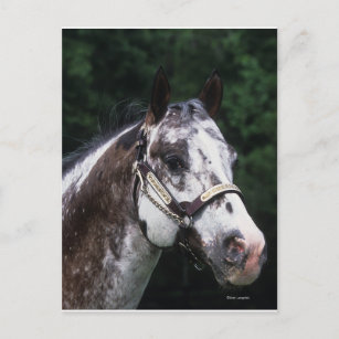 Appaloosa Horse Headshot 2 Postkarte