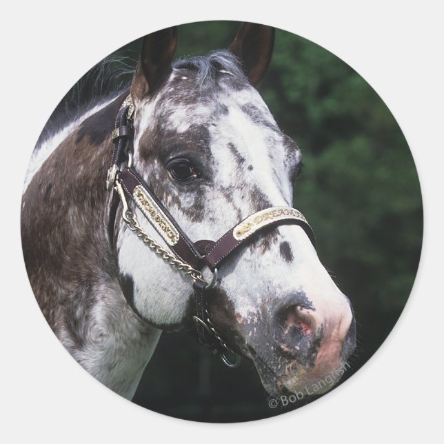 Appaloosa Horse Headshot 2 Runder Aufkleber (Vorderseite)
