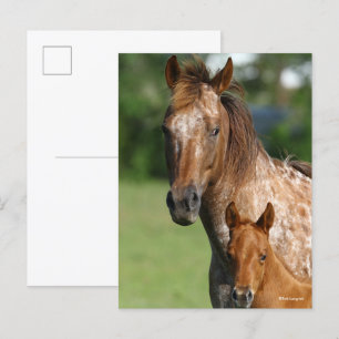 Appaloosa Horse Mare and Foal Headshot Postkarte
