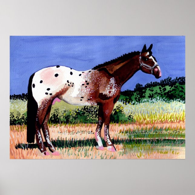 Appaloosa Horse Portrait Poster (Vorne)