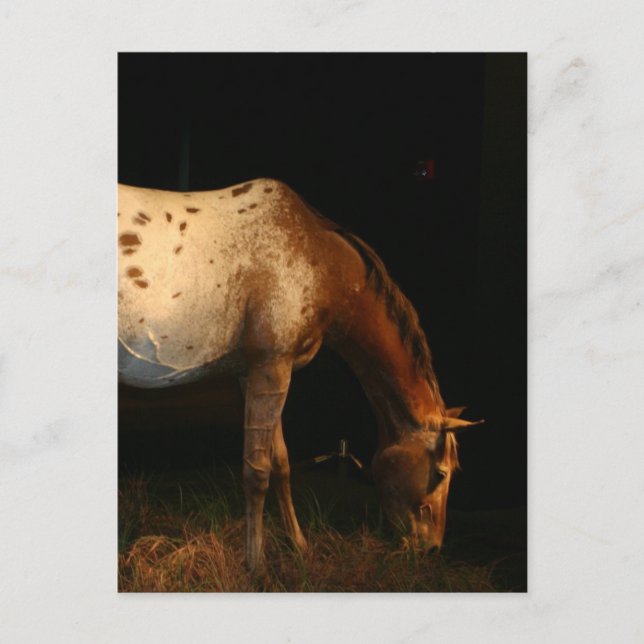 Appaloosa Horse Postkarte (Vorderseite)