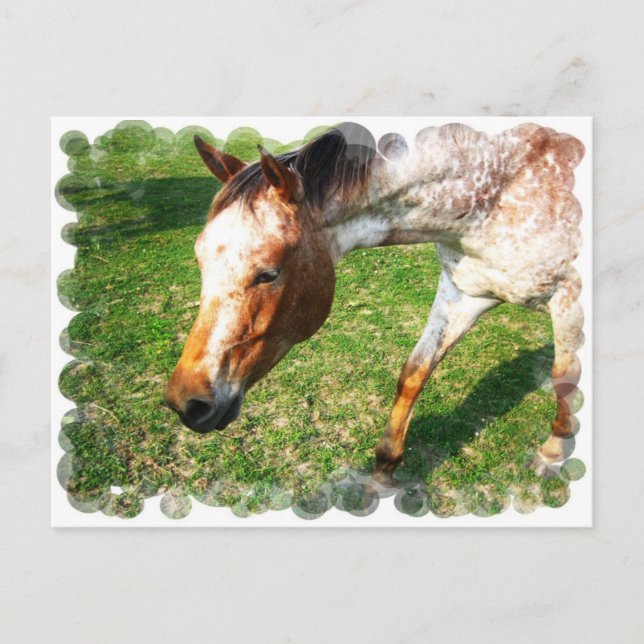 Appaloosa Horse Postkarte (Vorderseite)