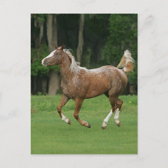 Appaloosa Horse Running Postkarte (Vorderseite)
