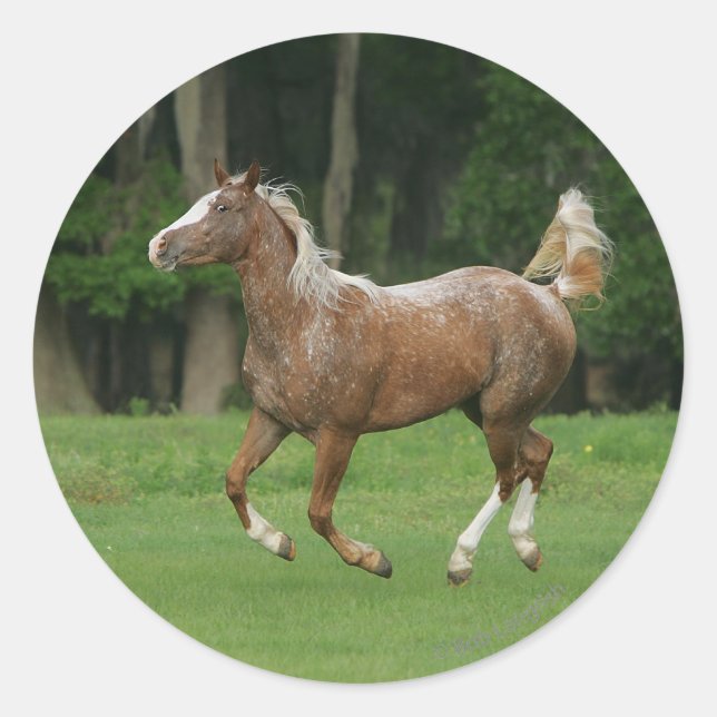 Appaloosa Horse Running Runder Aufkleber (Vorderseite)