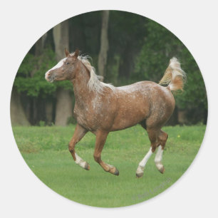 Appaloosa Horse Running Runder Aufkleber