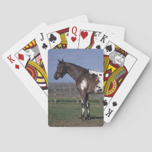 Appaloosa Horse Standing Spielkarten