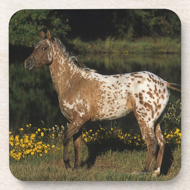 Appaloosa-Horsebereitstehender See Getränkeuntersetzer (Vorderseite)