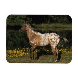 Appaloosa-Horsebereitstehender See Magnet
