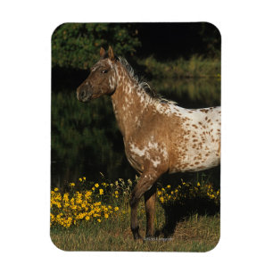 Appaloosa-Horsebereitstehender See Magnet
