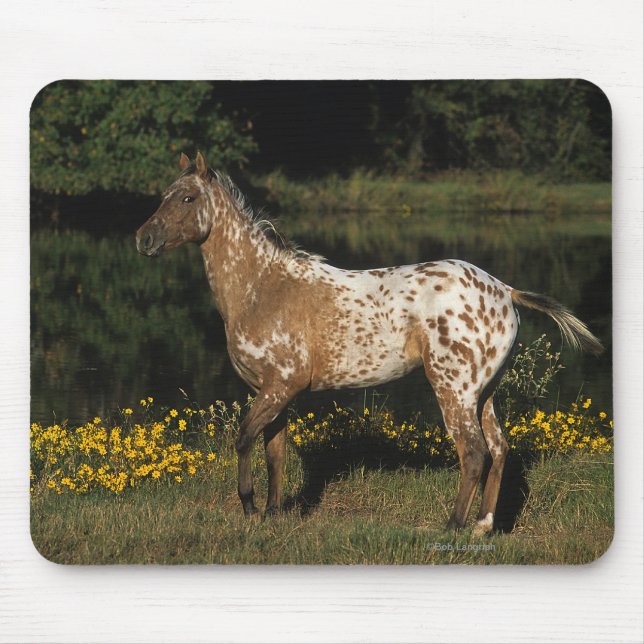 Appaloosa-Horsebereitstehender See Mousepad (Vorne)