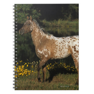 Appaloosa-Horsebereitstehender See Notizblock