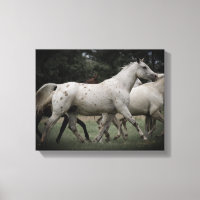 Appaloosa läuft kostenlos