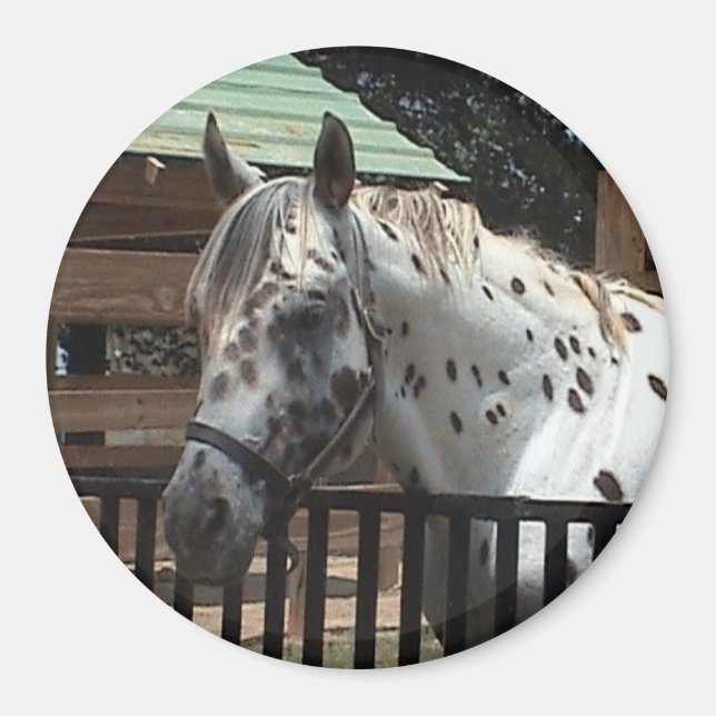 Appaloosa Magnet (Vorne)