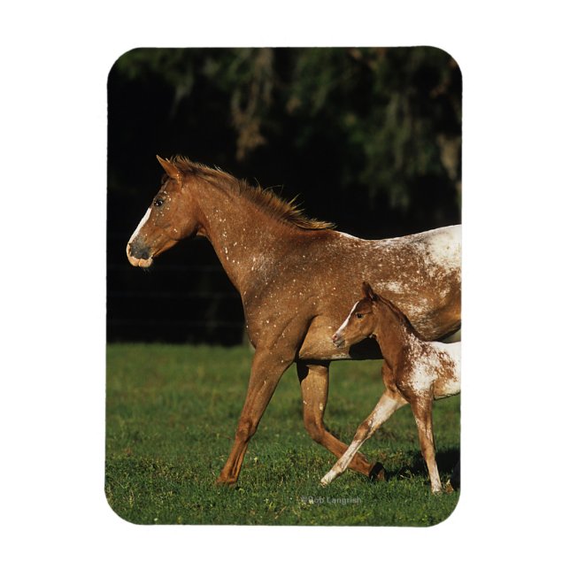 Appaloosa Mare and Foal Magnet (Vertikal)