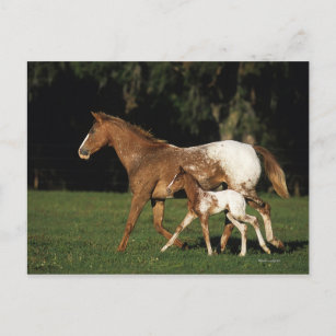 Appaloosa Mare and Foal Postkarte