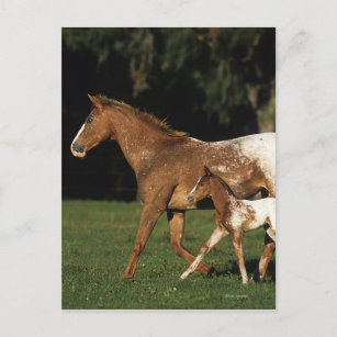 Appaloosa Mare and Foal Postkarte