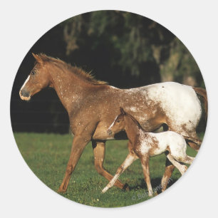 Appaloosa Mare and Foal Runder Aufkleber
