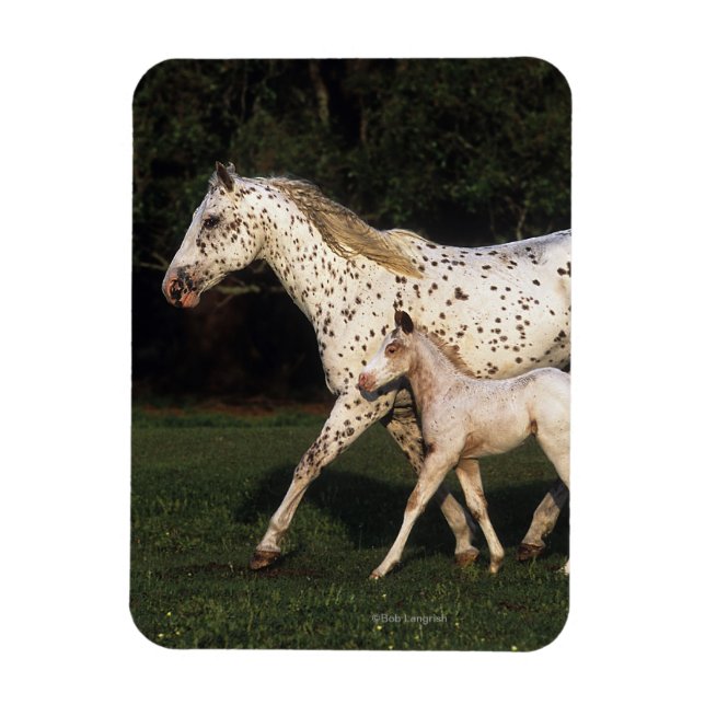 Appaloosa Mare and Foot in Field Magnet (Vertikal)