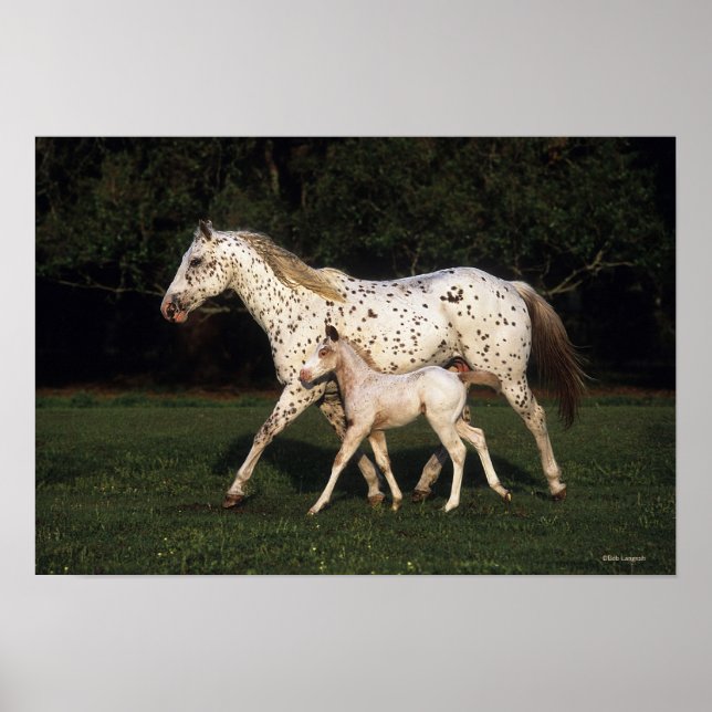 Appaloosa Mare and Foot in Field Poster (Vorne)