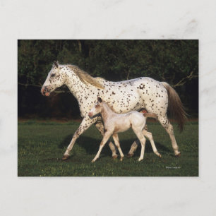 Appaloosa Mare and Foot in Field Postkarte