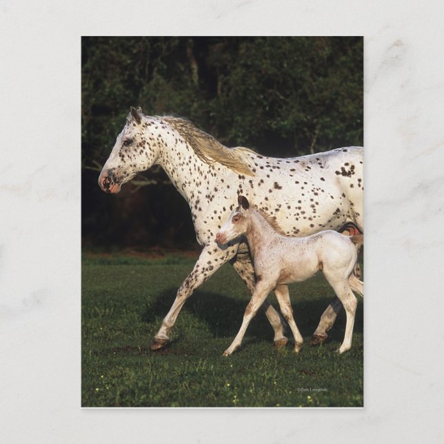 Appaloosa Mare and Foot in Field Postkarte (Vorderseite)