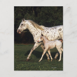 Appaloosa Mare and Foot in Field Postkarte