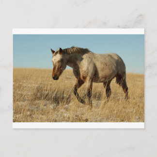 Appaloosa mare on prairies postkarte