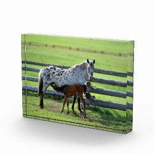 Appaloosa Mare und Colt Horse Fotoblock