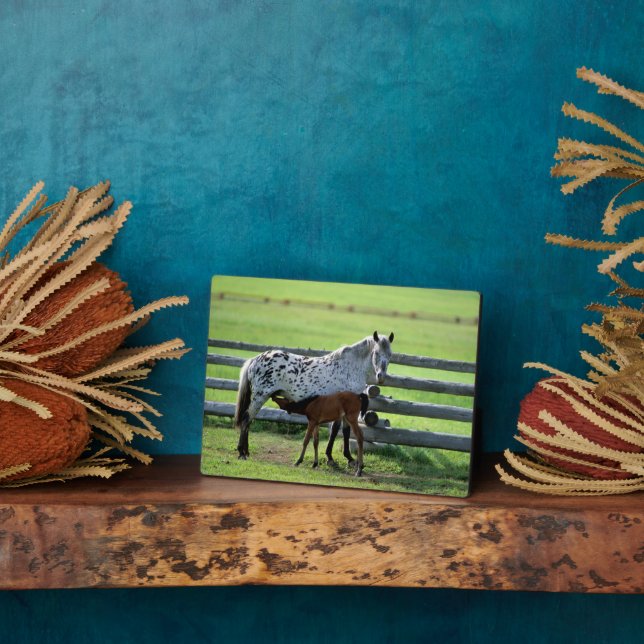 Appaloosa Mare und Colt Horse Fotoplatte (Seite)