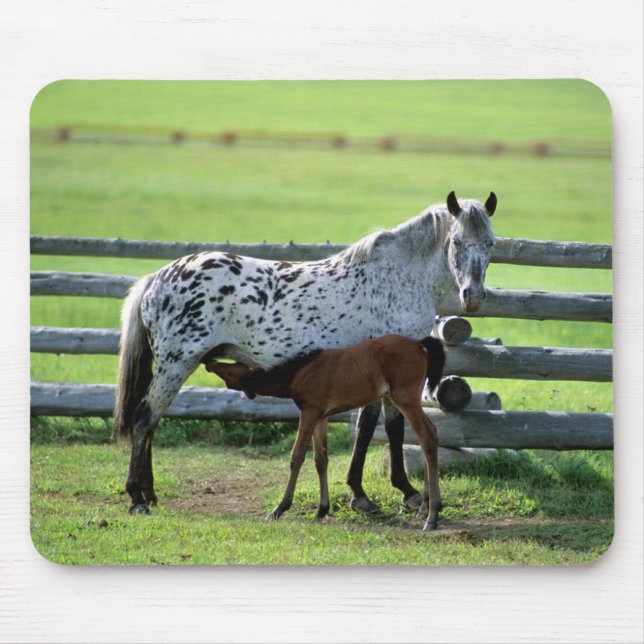 Appaloosa Mare und Colt Horse Mousepad (Vorne)