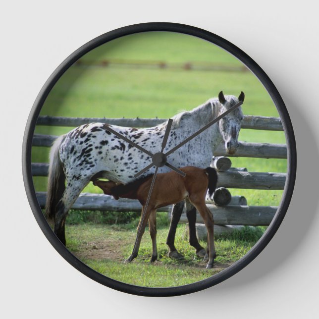 Appaloosa Mare und Colt Horse Uhr (Vorderseite)