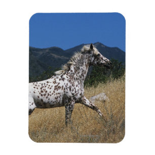 Appaloosa Pferd auf dem Berg Magnet