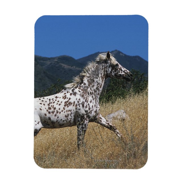 Appaloosa Pferd auf dem Berg Magnet (Vertikal)