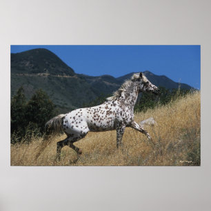 Appaloosa Pferd auf dem Berg Poster