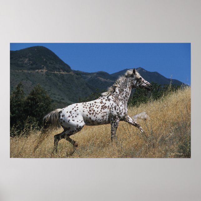 Appaloosa Pferd auf dem Berg Poster (Vorne)