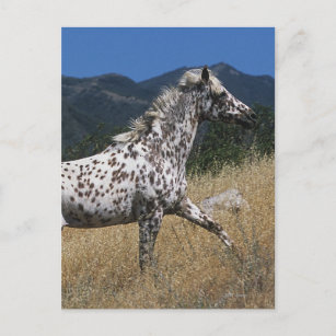 Appaloosa Pferd auf dem Berg Postkarte