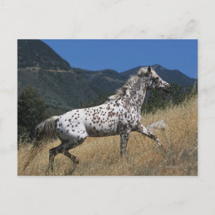 Appaloosa Pferd auf dem Berg Postkarte