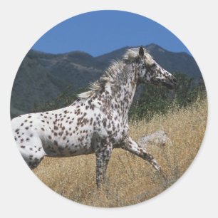 Appaloosa Pferd auf dem Berg Runder Aufkleber