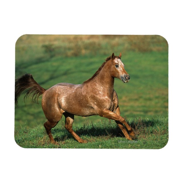 Appaloosa Pferd auf Grassy Field Magnet (Horizontal)