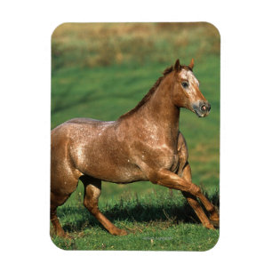Appaloosa Pferd auf Grassy Field Magnet