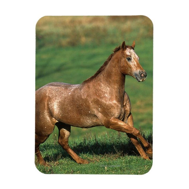 Appaloosa Pferd auf Grassy Field Magnet (Vertikal)