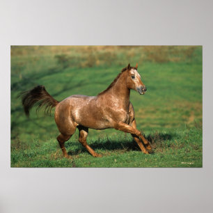 Appaloosa Pferd auf Grassy Field Poster