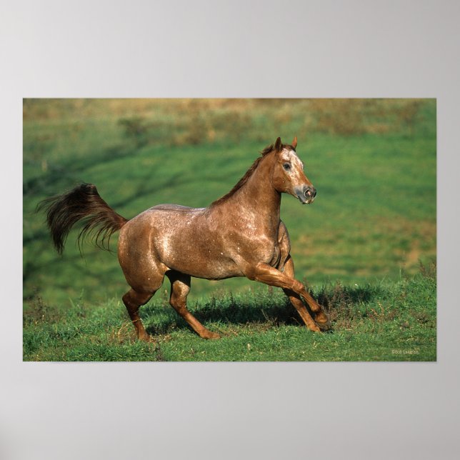 Appaloosa Pferd auf Grassy Field Poster (Vorne)