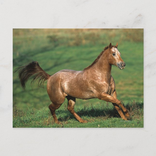 Appaloosa Pferd auf Grassy Field Postkarte (Vorderseite)