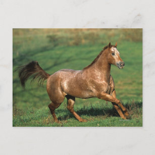 Appaloosa Pferd auf Grassy Field Postkarte